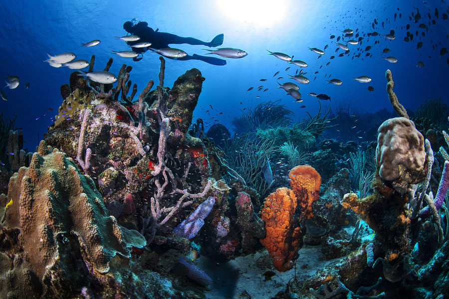 diving-in-caribbean